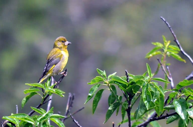 Camping Le Fun : Birdwatching Camping Fitou